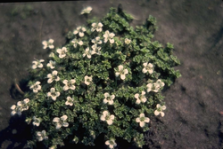 Sneeuwbal - Viburnum x Burkwoodii 'Anne Russell'