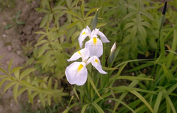 Iris 'White Swirl'