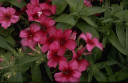 Phlox 'Palona Crimson'