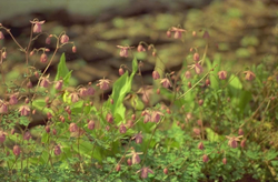 Semiaquilegia ecalcarata