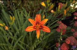 Daglelie - Hemerocallis 'Rajah'