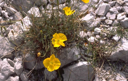 Klaproos - Papaver alpinum