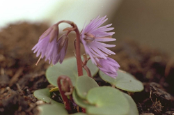 Soldanella - Soldanella montana