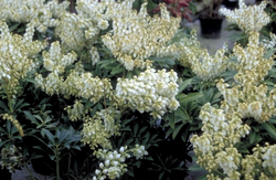 Felsenheide - Pieris japonica 'Debutante'