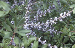 Myrica pensylvanica