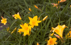 Daglelie - Hemerocallis middendorffii