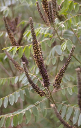 Indigostruik - Amorpha fruticosa