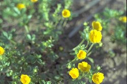 Potentilla recta 'Warrenii'