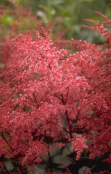 Spierstruik - Astilbe 'Aphrodite'