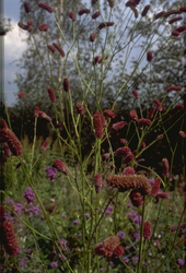 Pimpernel - Sanguisorba tenuifolia 'Pink Elephant'