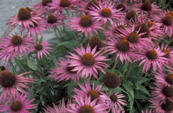 Rode Zonnehoed - Echinacea purpurea 'Maxima'