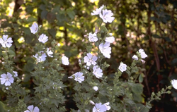 Struikmalva - Lavatera 'Ice Cool'