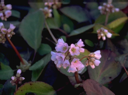 Schoenlappersplant - Bergenia Crassifolia