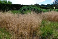 Ruwe smele - Deschampsia cespitosa 'Goldschleier'