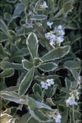 Rijstebrij - Arabis caucasica 'Variegata'