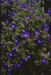 Geranium sylvaticum 'Amy Doncaster'