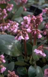 Schoenlappersplant - Bergenia 'Rosi Klose'