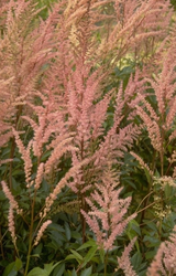 Spierstruik - Astilbe 'Bronce Elegans'