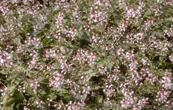 Circaea alpina