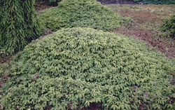 Fijnspar - Picea abies 'Repens'
