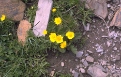 Nagelkruid - Geum montanum