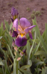 Iris 'Lent A. Williamson'