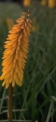 Vuurpijl Kniphofia 'Shining Sceptre'