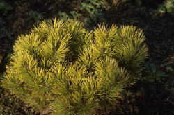 Bergden - Pinus mugo 'Ophir'