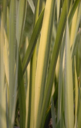 Iris pseudacorus 'Variegata