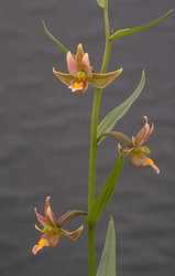 Epipactis 'Sabine'