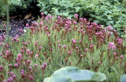 Bruckenthalia spiculifolia 'Balkan Red'