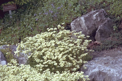 Saxifraga hypnoides