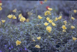 Zonneroosje - Helianthemum 'Wisley Primrose'