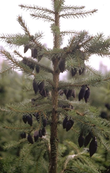 Echte kerstboom - Servische Spar - Picea Omorika