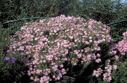 Herfstaster - Aster novae-angliae 'Harrington's Pink'