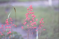 Purperklokje - Heuchera 'Leuchtkäfer'