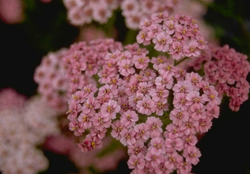 Gewoon duizendblad - Achillea millefolium 'Maskerade'