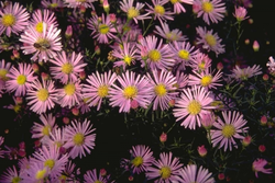 Aster 'Pink Star'