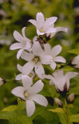 Klokje - Campanula lactiflora 'Alba'