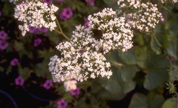 Valeriana phu 'Aurea'