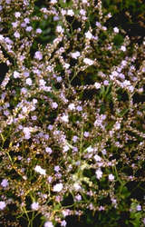 Meerlavendel - Limonium gougetianum