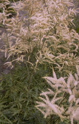 Geitenbaard - Aruncus dioicus 'Kneiffii'