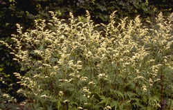 Artemisia lactiflora 'Guizhou'