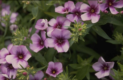 Phlox 'Palona Light Blue'