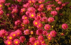 Aster novi-belgii 'Lisette'