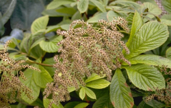 Konteradmiral - Rodgersia pinnata