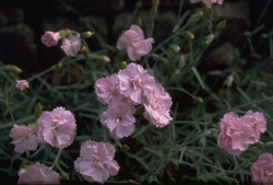 Anjer - Dianthus 'Duchess of Fife'