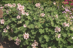 Ooievaarsbek - Geranium renardii