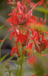 Scharlaken Lobelia - Lobelia cardinalis