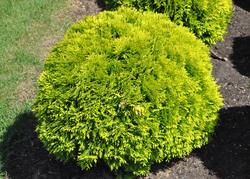 Thuja Occidentalis 'Mirjam'